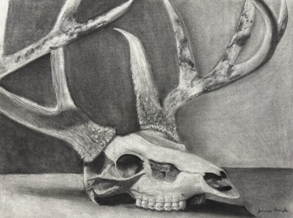 Charcoal Deer Skull